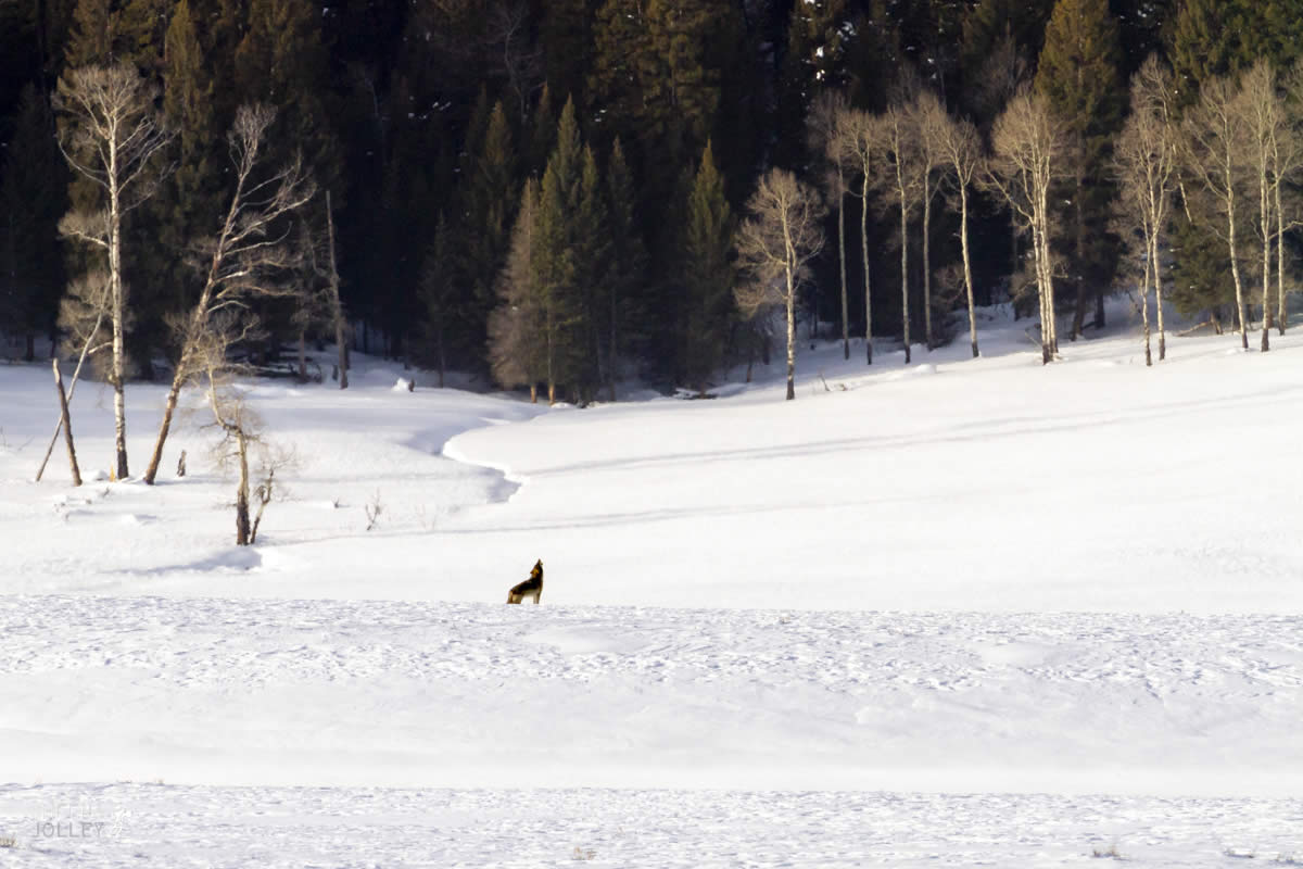 It's a Howl.jpg - Yellowstone & Utah